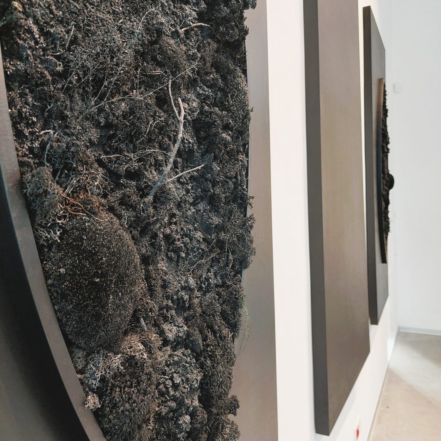 Zbliżenie na czarny rośliny przypominające mech.